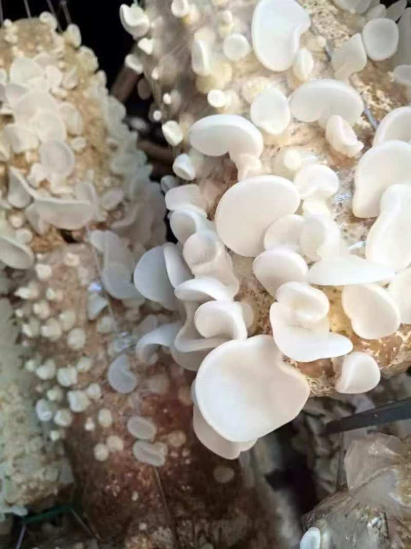 精品木耳玉木耳口感脆嫩产地直发货量充足供应全国