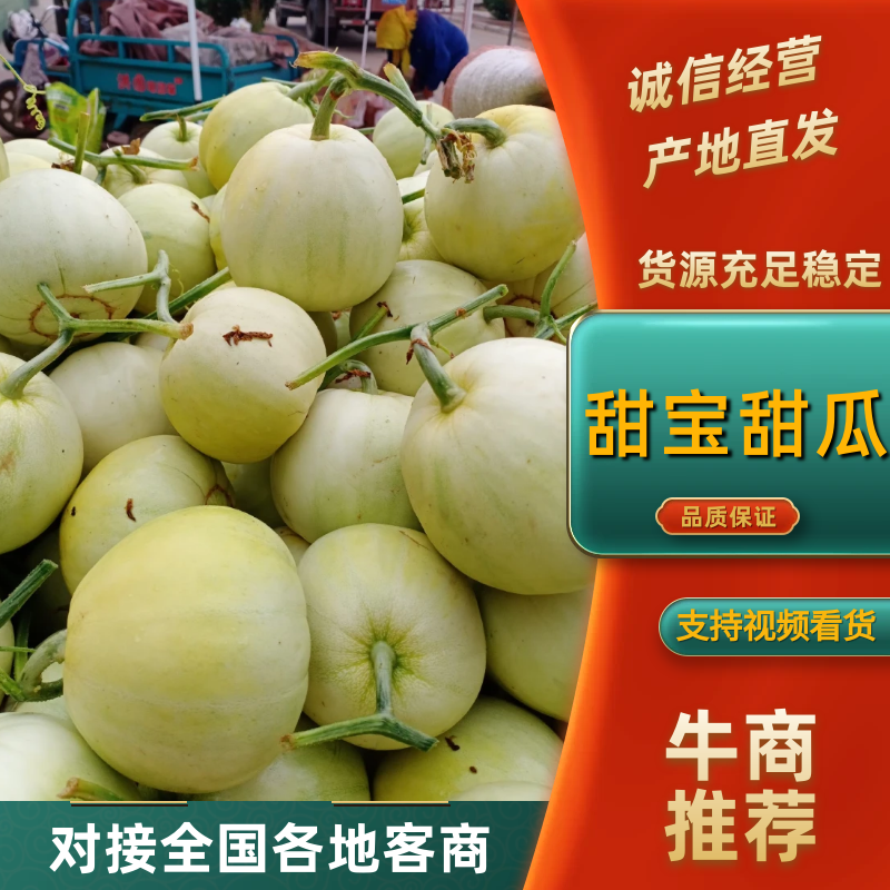 【大量供应】青岛莱西精品甜宝甜瓜基地，产地直供，一手货源