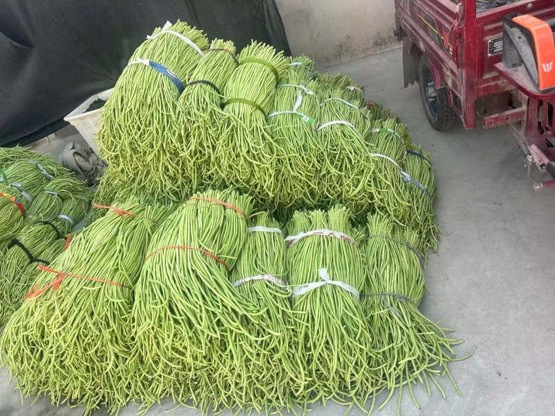 湖北酸豆角腌制豆角量大质优价格优惠一手货源欢迎咨询