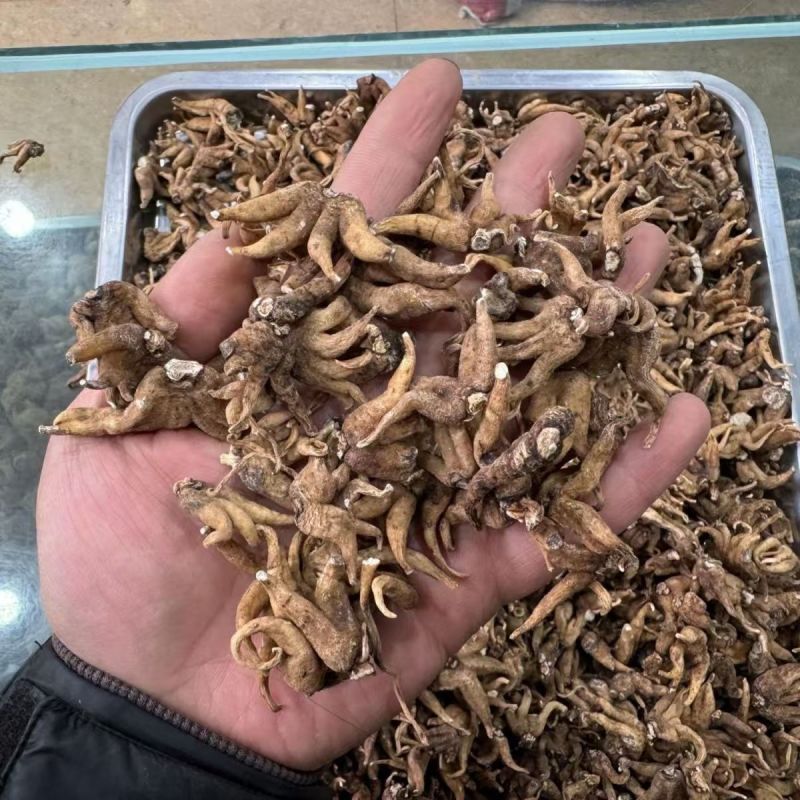 佛手参西藏佛手参手掌参佛手参西藏佛手参手掌参批发