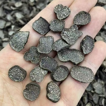 黑松露干片黑松露黑松露干片批发