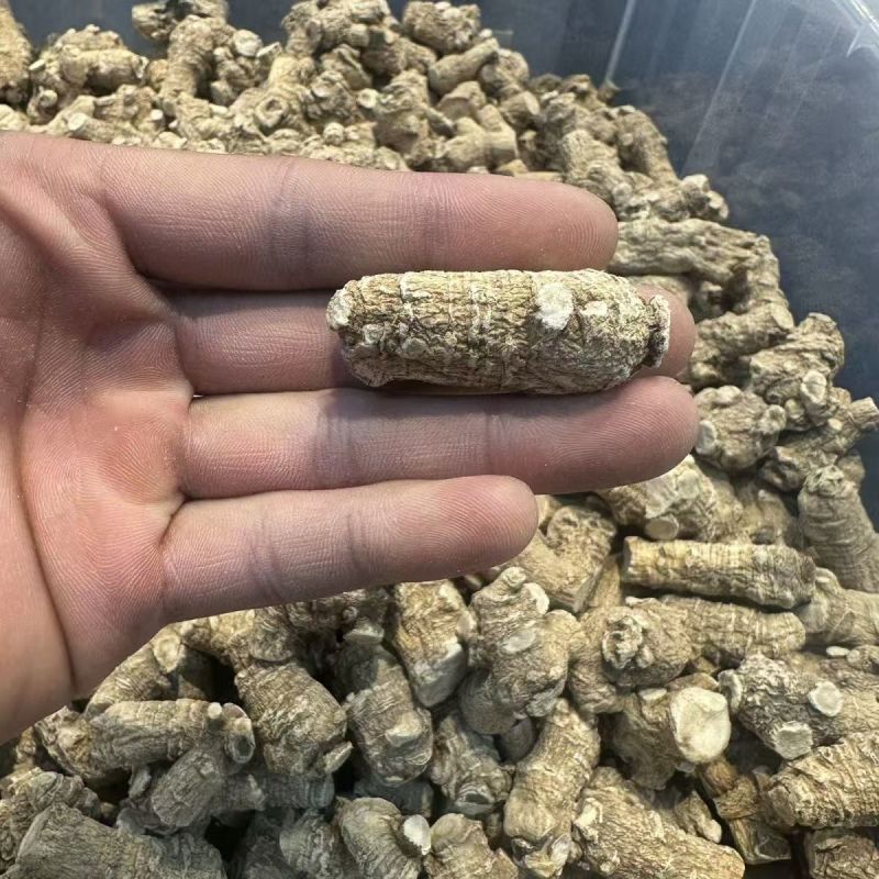 西洋参西洋参头西洋参整个批发