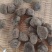 甘草菩提果玫瑰菩提果甘草菩提果批发