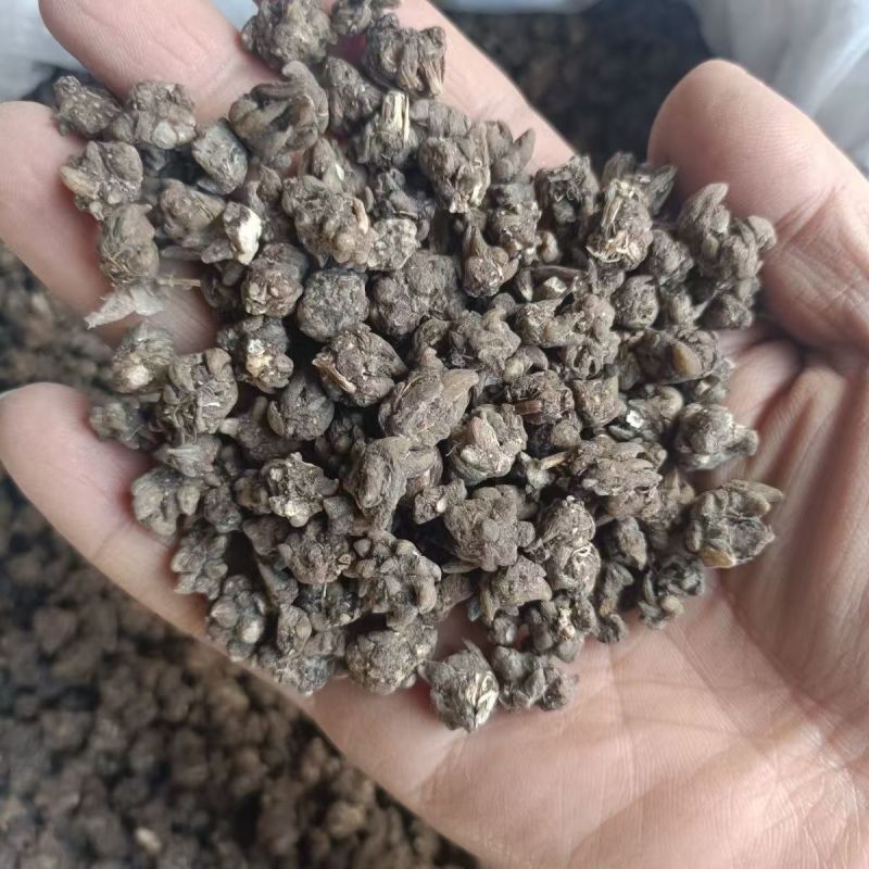 猫爪草猫爪草猫爪草猫爪草猫爪草猫爪草批发