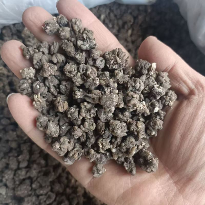 猫爪草猫爪草猫爪草猫爪草猫爪草猫爪草批发