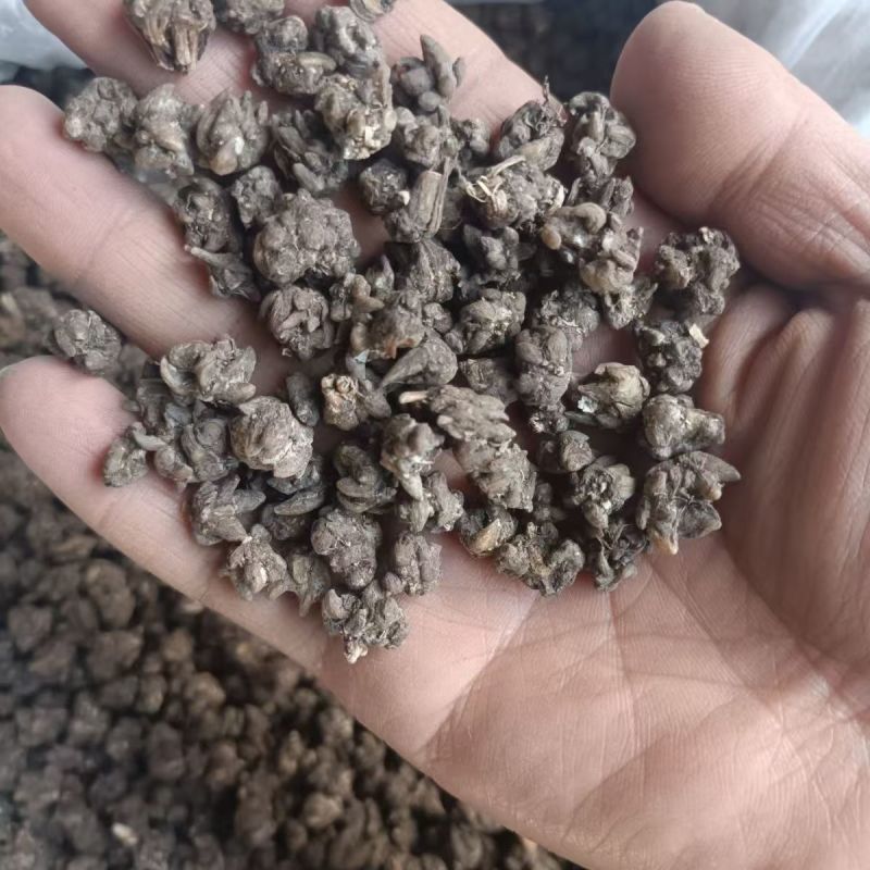猫爪草猫爪草猫爪草猫爪草猫爪草猫爪草批发