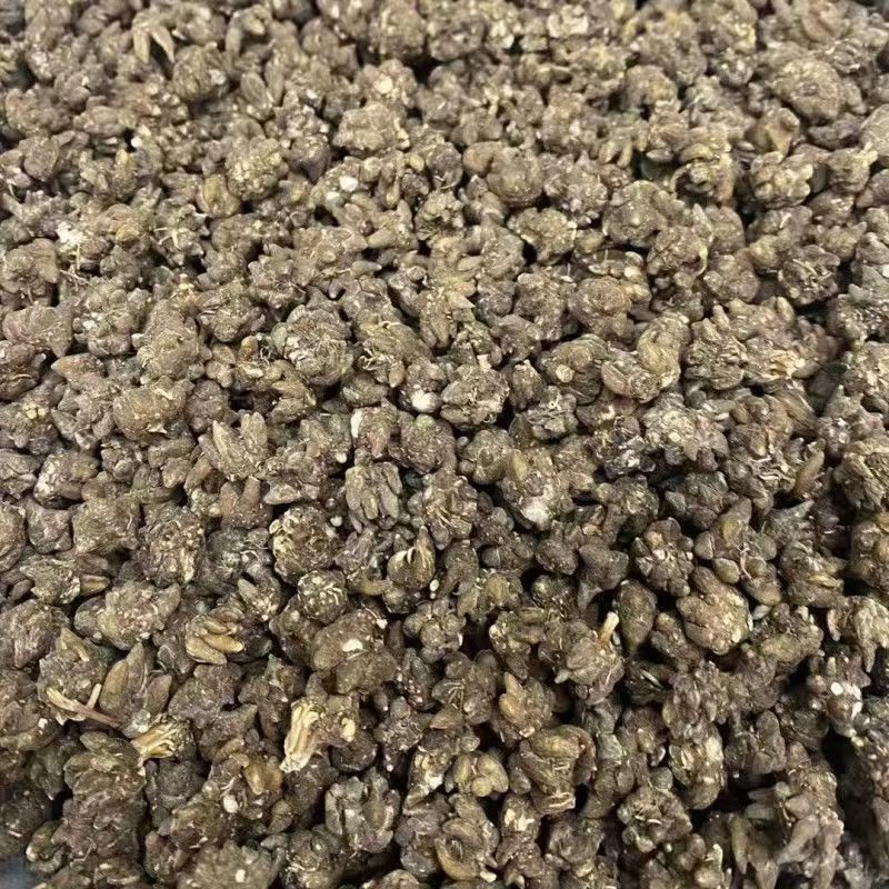 猫爪草猫爪草猫爪草猫爪草猫爪草猫爪草批发