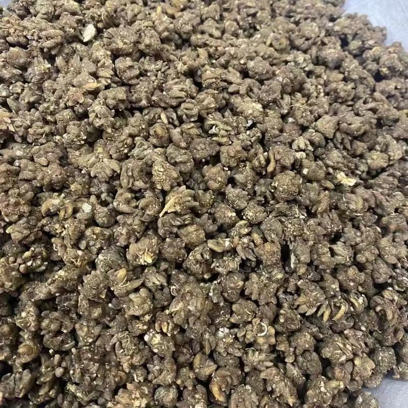 猫爪草猫爪草猫爪草猫爪草猫爪草猫爪草批发