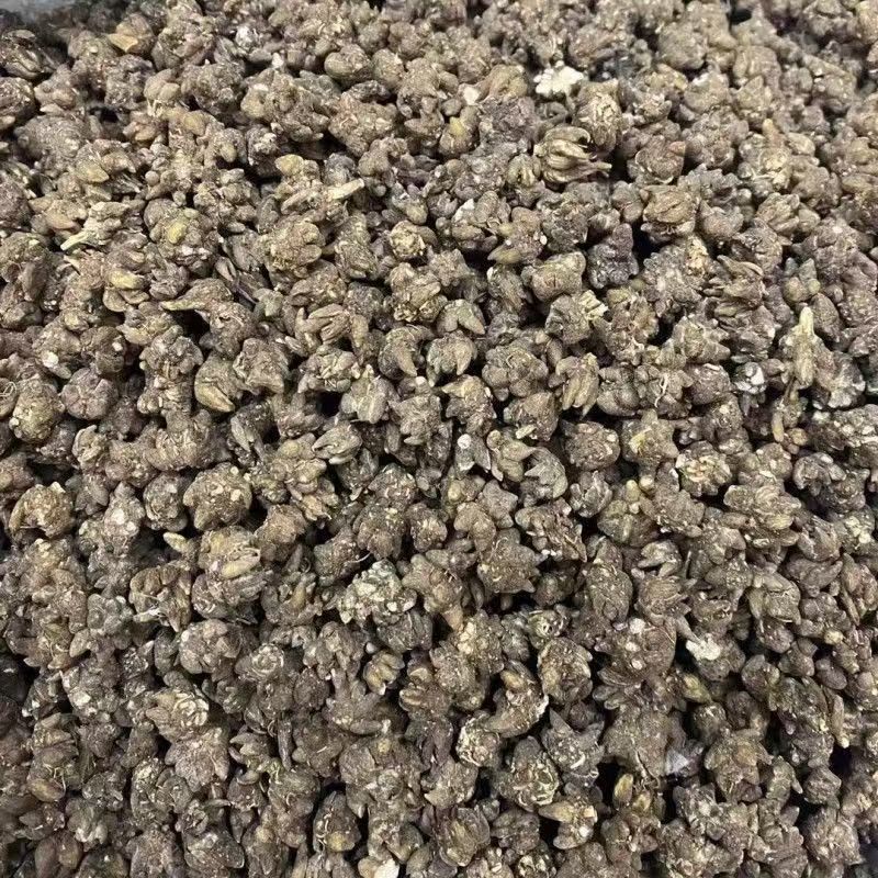 猫爪草猫爪草猫爪草猫爪草猫爪草猫爪草批发