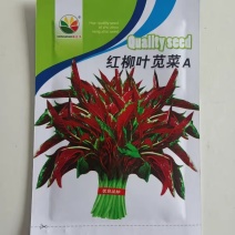 柳叶红苋菜种子尖叶红苋菜种子耐肥生长快耐老化