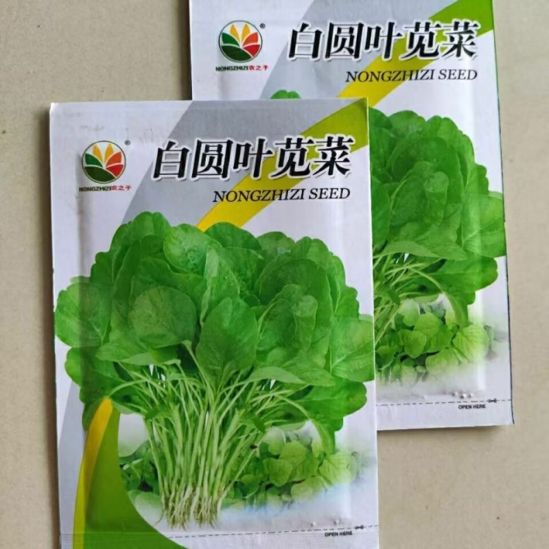 白圆苋菜种子青绿苋菜大叶圆叶苋菜耐湿热春夏秋蔬菜种子