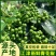 新鲜青花椒重庆江津藤椒现摘保鲜麻椒真空袋装350克