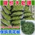 四川特产鲜藤椒特香特麻鲜花椒新鲜生花椒酉阳麻椒家用散装青