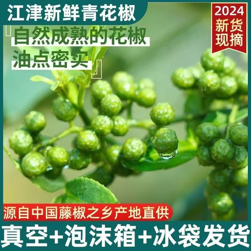 四川特产鲜藤椒特香特麻鲜花椒新鲜生花椒重庆麻椒家用散装青
