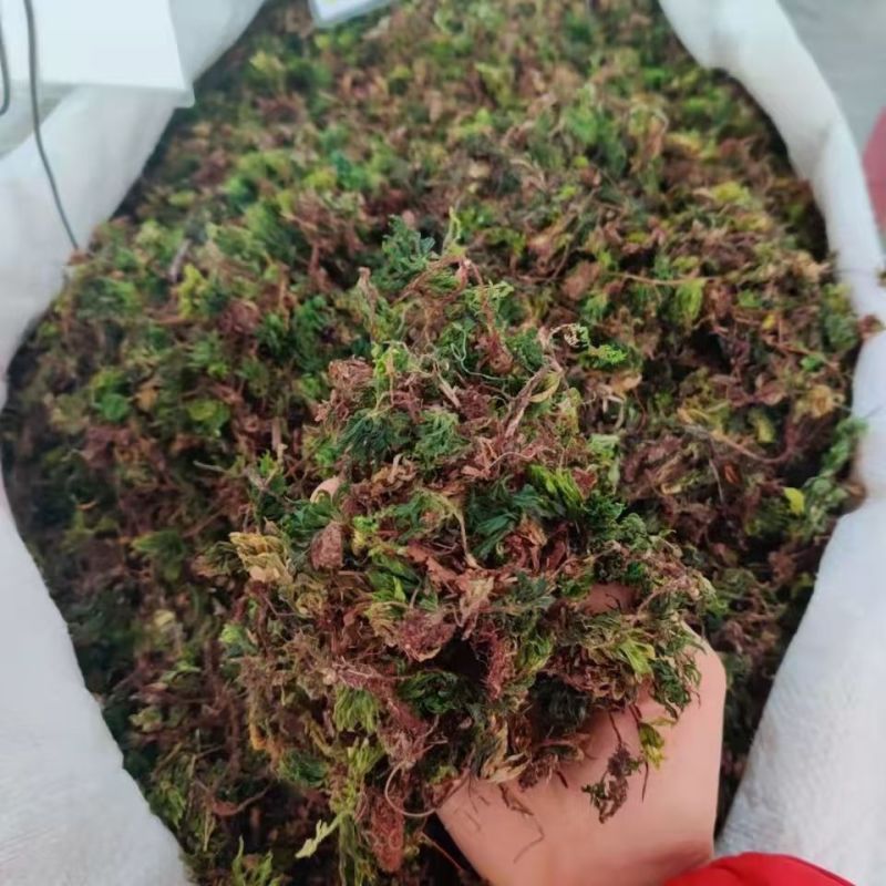 回心草回心草回心草回心草回心草回心草批发