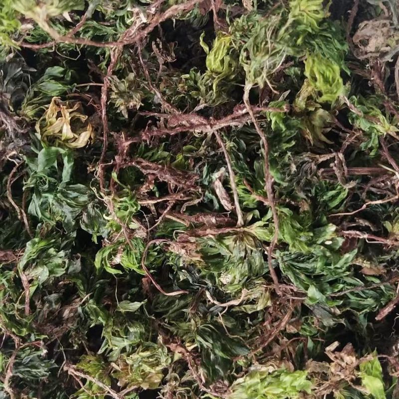 回心草回心草回心草回心草回心草回心草批发