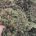 回心草回心草回心草回心草回心草回心草批发