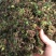 回心草回心草回心草回心草回心草回心草批发