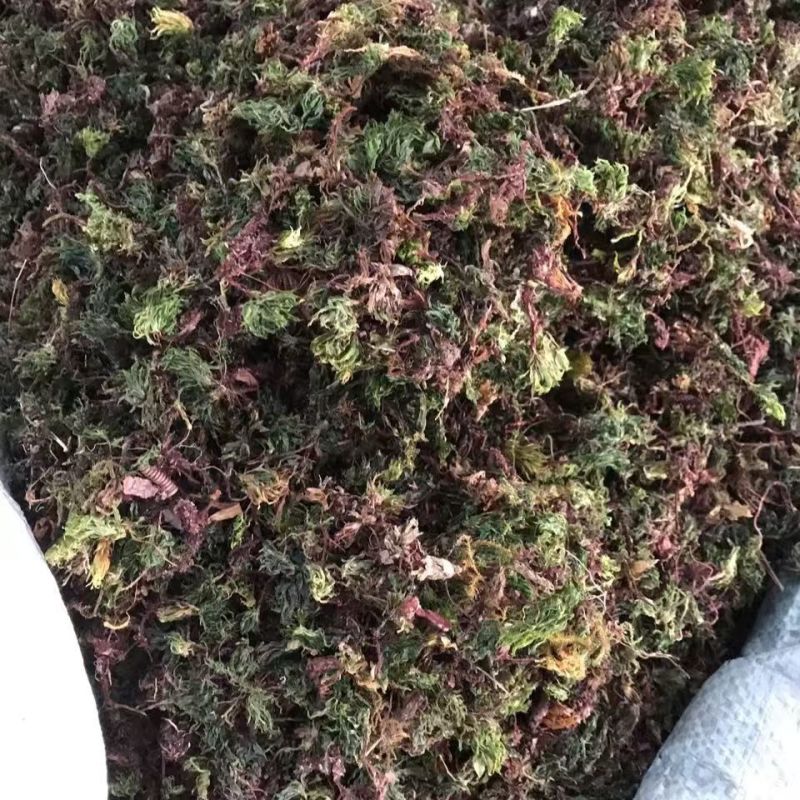 回心草回心草回心草回心草回心草回心草批发