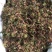 回心草回心草回心草回心草回心草回心草批发