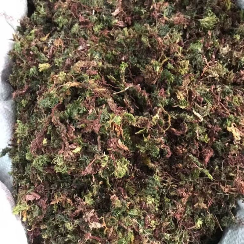 回心草回心草回心草回心草回心草回心草批发