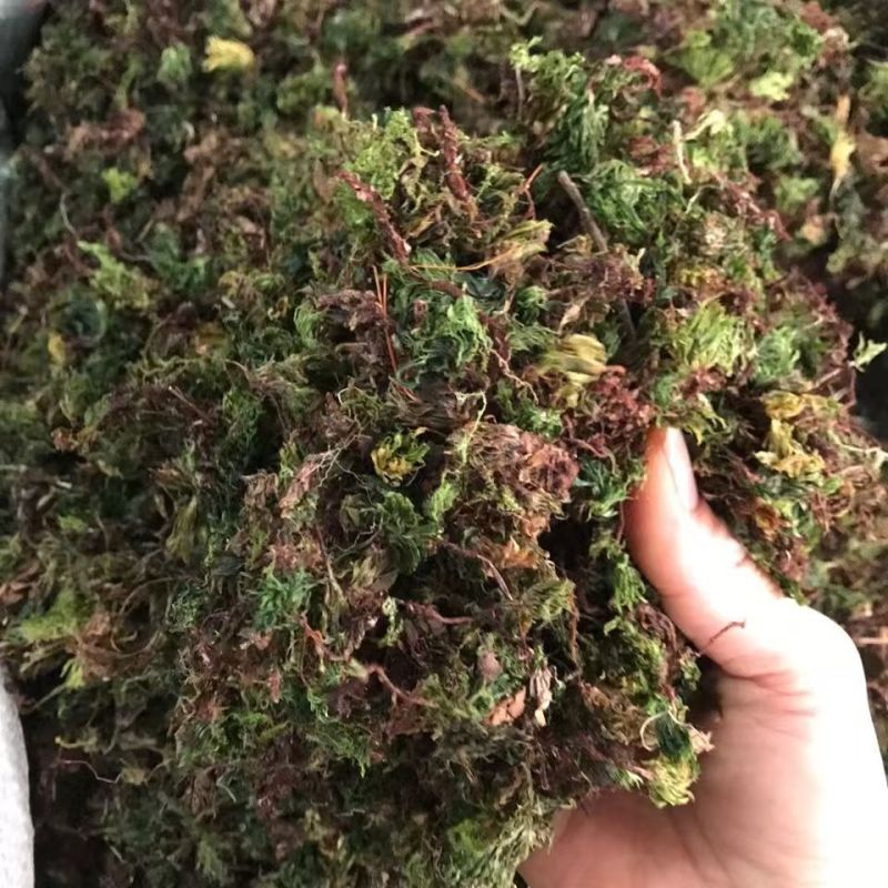 回心草回心草回心草回心草回心草回心草批发