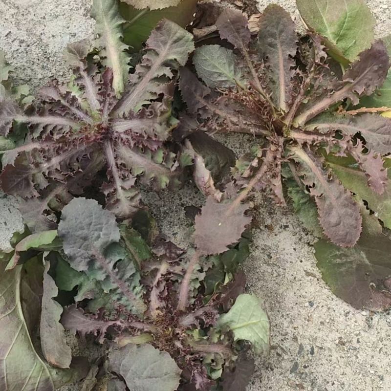 鲜苦碟菜去根去干叶野苦菜蘸酱菜现挖现发保鲜发货
