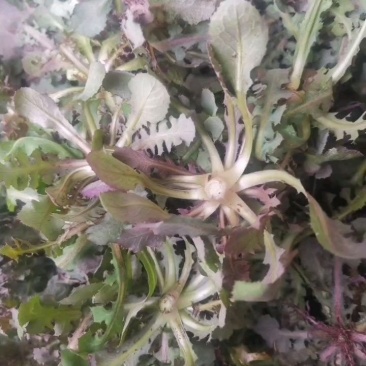 鲜苦碟菜去根去干叶野苦菜蘸酱菜现挖现发保鲜发货