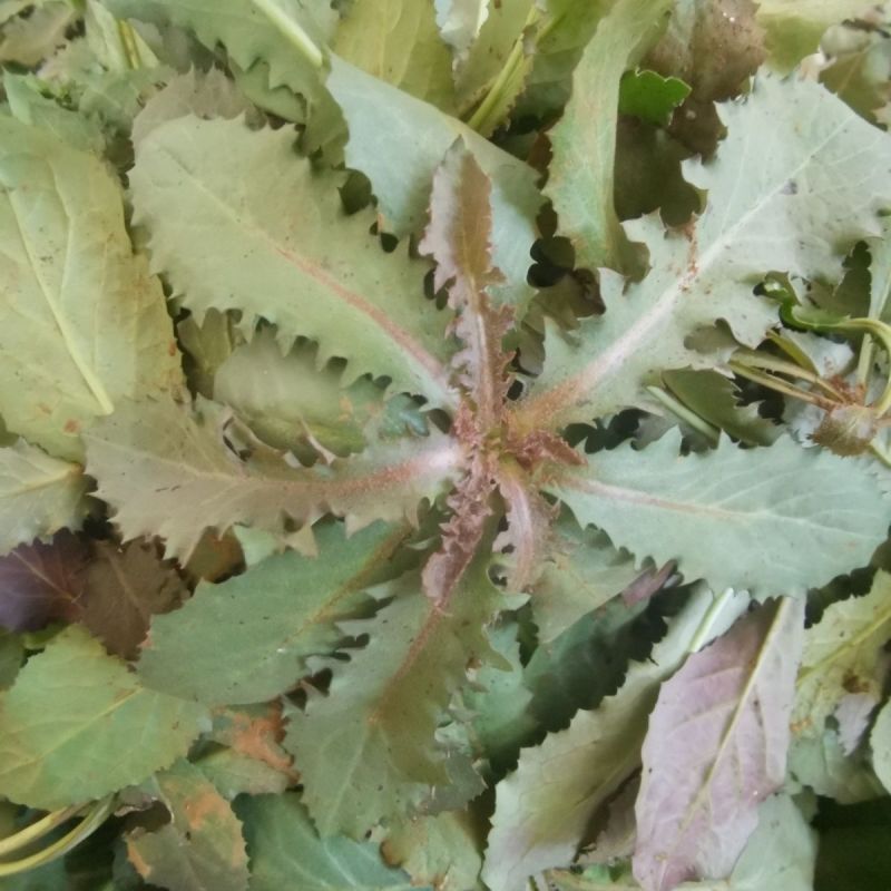 鲜苦碟菜去根去干叶野苦菜蘸酱菜现挖现发保鲜发货
