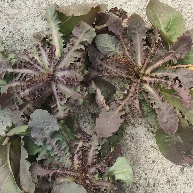 鲜苦碟菜去根去干叶野苦菜蘸酱菜现挖现发保鲜发货