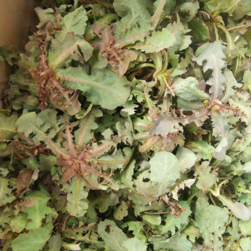 鲜苦碟菜去根去干叶野苦菜蘸酱菜现挖现发保鲜发货