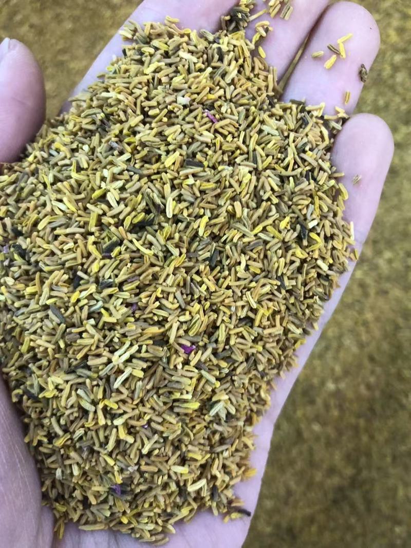白芍花蕊仿金花蕊牡丹花蕊黄金蕊金花蕊茶牡丹花蕊