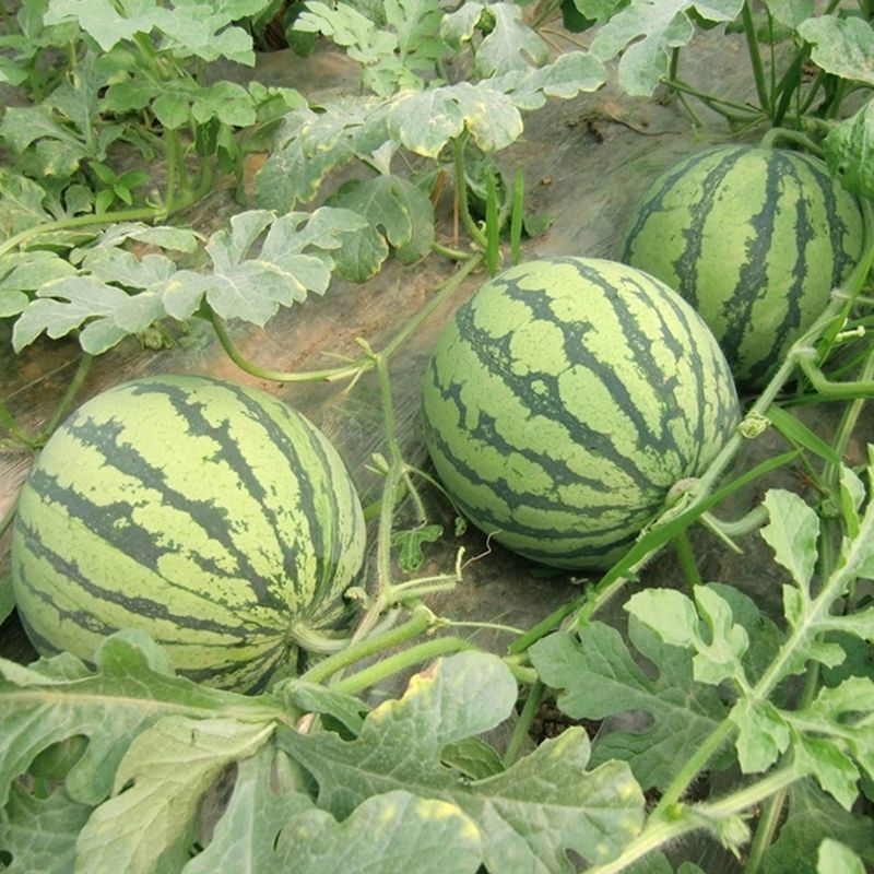 创研大又甜西瓜种子80克罐装抗裂耐重茬大红瓤