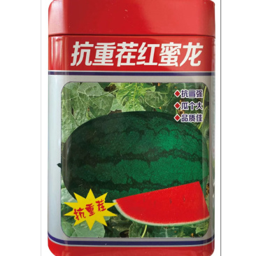 抗重茬红蜜龙西瓜种子50克罐装单瓜约10公斤大红瓤