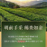明前龙井茶125g*2罐（1000）