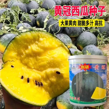 创研黄冠西瓜种子50克罐装黄瓤西瓜种子单瓜重6-8公斤