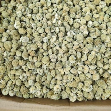 绿萝花绿箩花绿罗花绿萝花绿箩花绿罗花批发