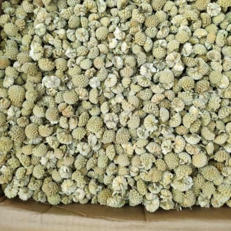 绿萝花绿箩花绿罗花绿萝花绿箩花绿罗花批发