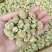 绿萝花绿箩花绿罗花绿萝花绿箩花绿罗花批发