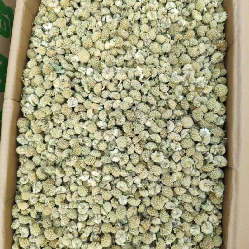绿萝花绿箩花绿罗花绿萝花绿箩花绿罗花批发