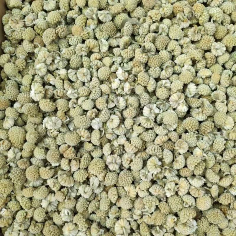 绿萝花绿箩花绿罗花绿萝花绿箩花绿罗花批发