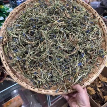 龙胆草龙胆花龙胆草龙胆花龙胆草