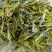 龙胆草龙胆花龙胆草龙胆花龙胆草