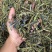 龙胆草龙胆花龙胆草龙胆花龙胆草