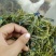 龙胆草龙胆花龙胆草龙胆花龙胆草