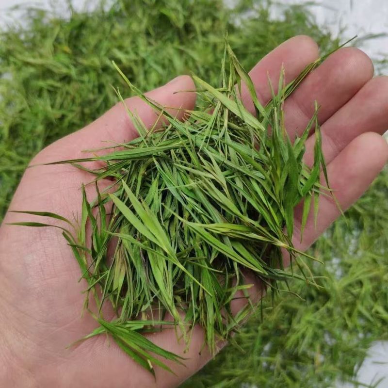 淡竹叶西域冰竹叶淡竹叶西域冰竹叶批发