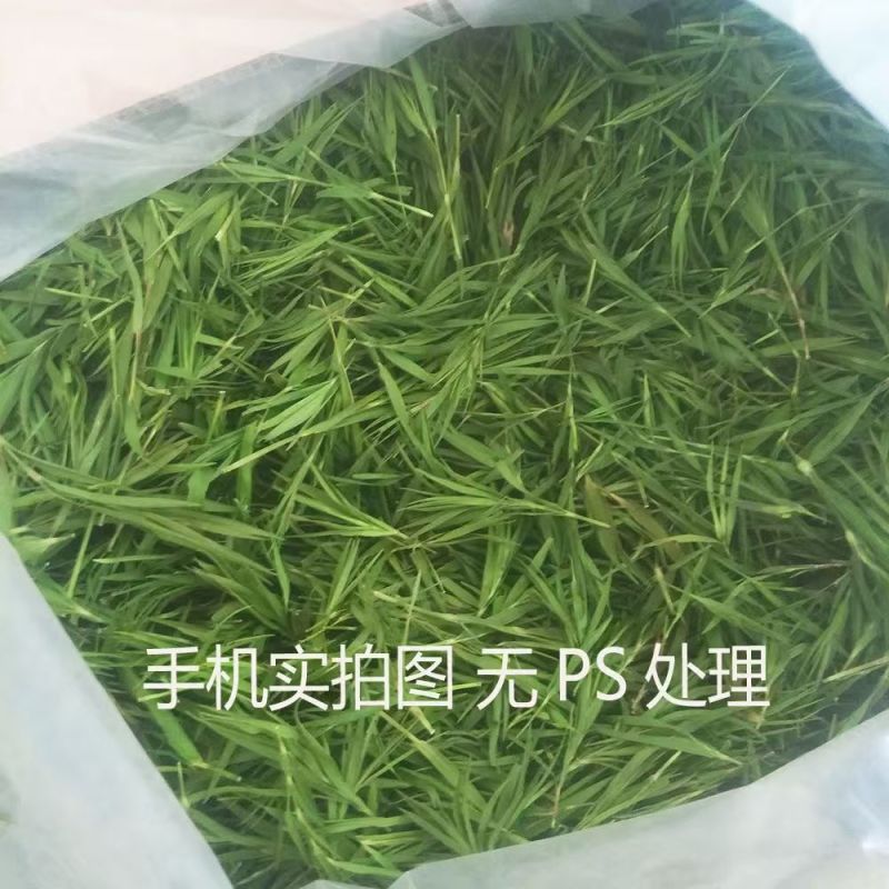 淡竹叶西域冰竹叶淡竹叶西域冰竹叶批发
