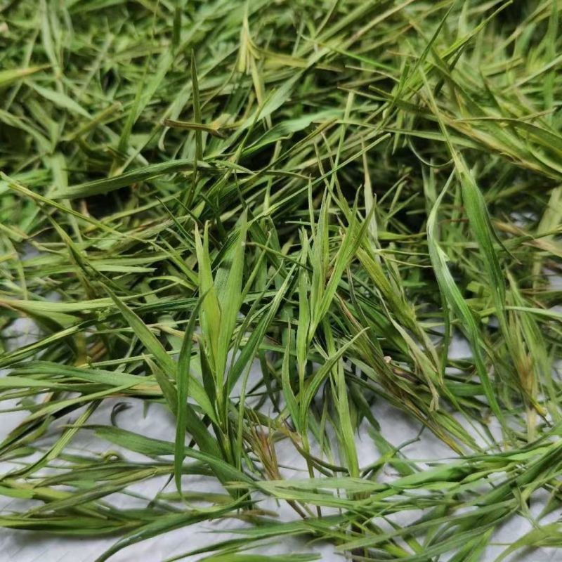 淡竹叶西域冰竹叶淡竹叶西域冰竹叶批发