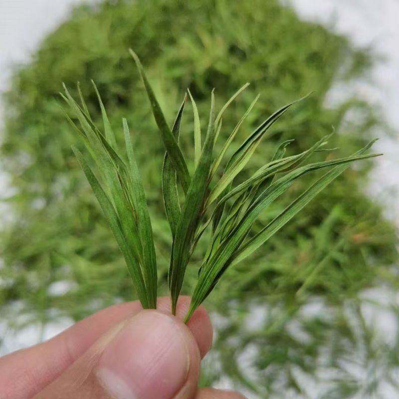 淡竹叶西域冰竹叶淡竹叶西域冰竹叶批发