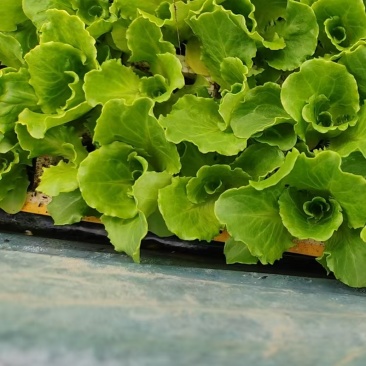 基地供应大量生菜幼苗根系发达生菜苗整盘生菜苗